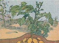 Dessin couleur représentant un plant de pomme de terre en coupe.