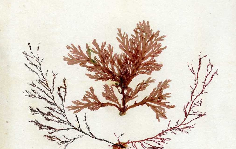 Page tirée d'un herbier sur laquelle est collée une plante rouge et marron