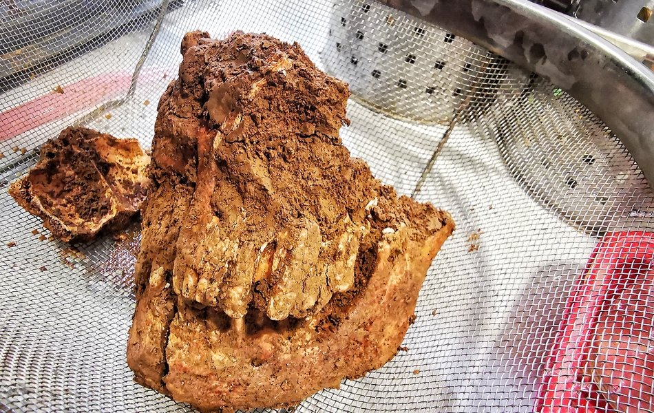 Photo des os de la mâchoire de l’un des défunts dans un tamis avant son nettoyage.
