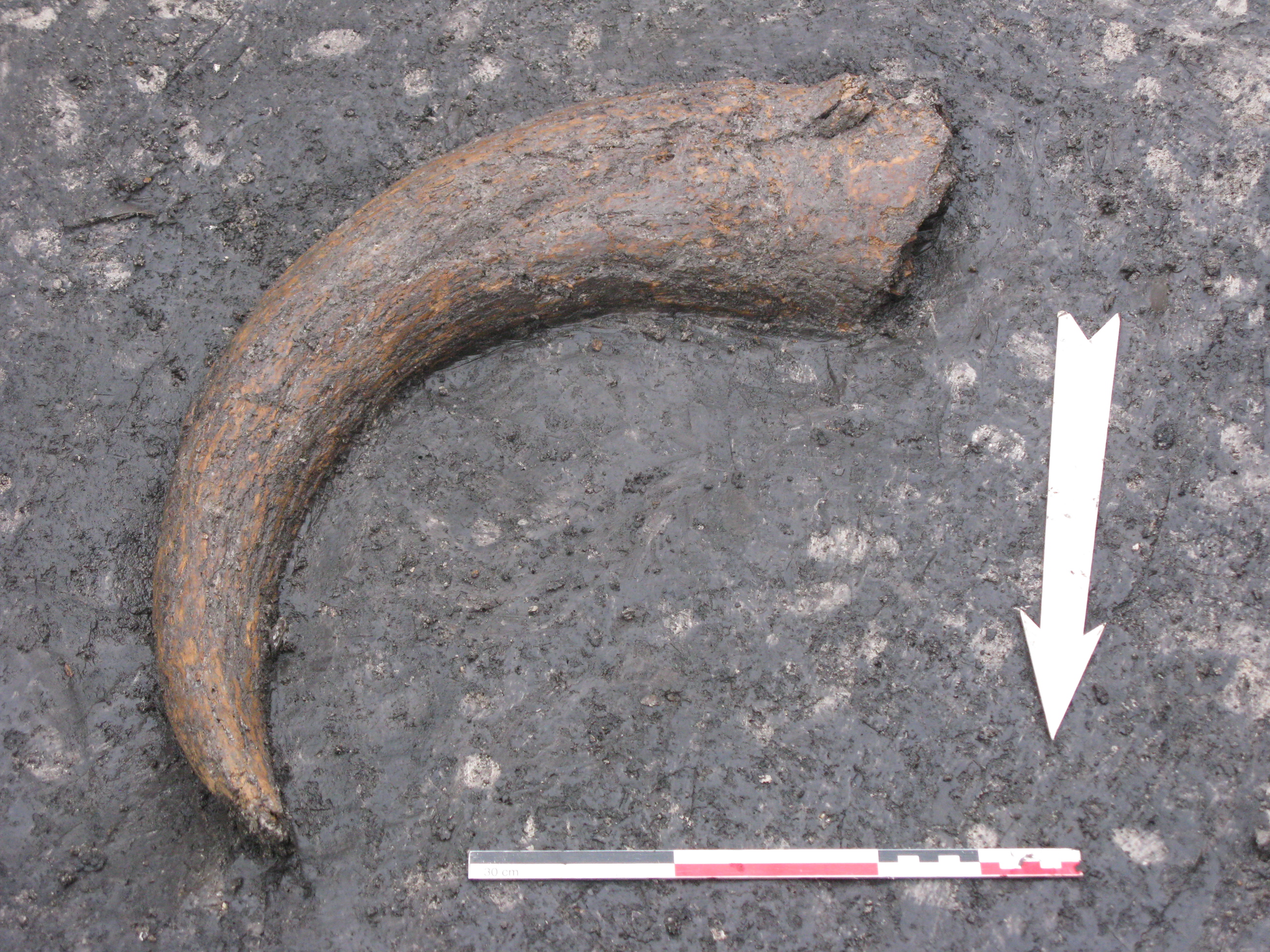 Cheville osseuse de corne d'aurochs