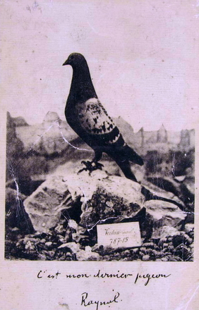 Carte postale noir et blanc représentant un pigeon.
