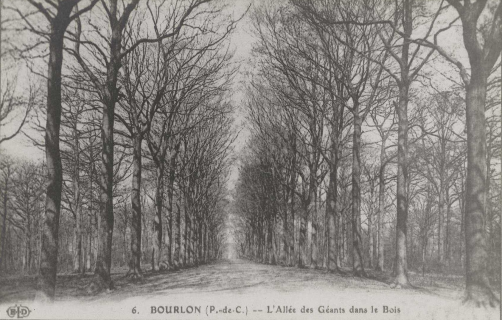Carte postale noir et blanc montrant une allée bordée d'arbres.