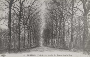 Carte postale noir et blanc montrant une allée bordée d'arbres.