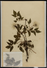 Planche d'herbier sur laquelle est fixée une petite pochette contenant des morceaux de la plante.