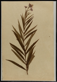 Planche d'herbier.