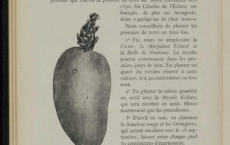 Texte imprimé sur lequel on lit : "Je sais bien mesdames qu'on ne réussit pas toujours la première fois. La cuisine n'est pas une chose quelconque, mais bien un art. Ma foi, quand on n'a pas réussi on recommence, et c'est déjà quelque chose de savoir que la seconde expérience bien conduite doit donner un bon résultat. Mais me voilà bien loin de mon sujet. J'y reviens en vous demandant de payer à la mémoire de Parmentier le tribut de reconnaissance qui lui est dû, et de vous appeler que le premier qui cultiva la pomme de terre sur notre continent vers 1590, fut Charles de l'Ecluse, un français, de plus un Arrageois, donc "quelqu'un de chez nous". Nous conseillons de planter les pommes de terre en trois fois.Fin mars en employant la Victor, le marjolain tétard et la Belle de Fontenay. La récolte pourra commencer dans les premiers jours de juin. En planter un quart du terrain réservé à cette culture, et à 40 centimètres en tous sens. En planter la même quantité en avril avec la Royale Kidney, qui sera récoltée en août. Même écartement que les précédentes. D'avril en mai, en plantant la Saucisse rouge et les Orangères, qui seront récoltées vers le 15 septembre, laisser entre chaque pied 50 centimètres d'écartement. Pour les très grands jardins de la cité de la fosse n° 8, on peut recommander encore le Professeur Wohltmann, l'Early rose, et le Magmum Bonum ; ce sont les pommes de terre de qualité un peu inférieure, surtout la dernière, mais à très grand rendement".