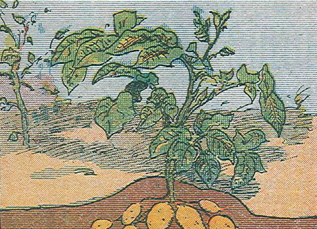 Dessin couleur représentant un plant de pomme de terre en coupe.