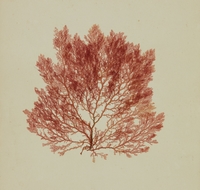 Photographie couleur montrant une plante tirée d'un herbier.